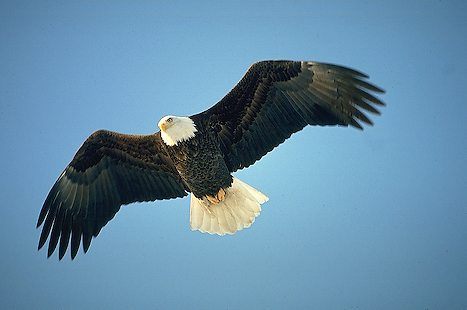 Photo Of Eagle Bird