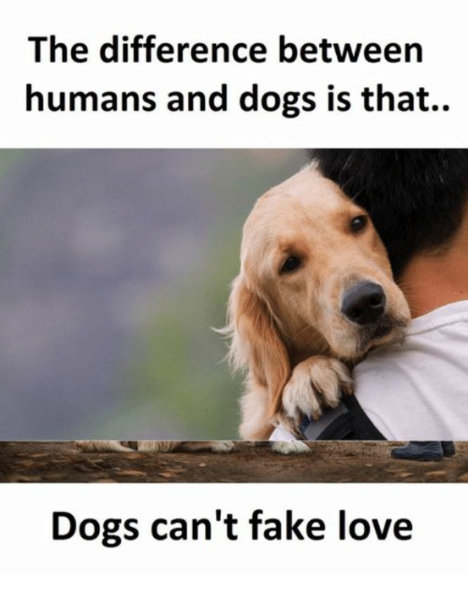 Fake Love! - Funny Dog Memes, pictures, photos, images, pics, captions, jokes, quotes, wishes, quotes, SMS, status, messages, wallpapers.