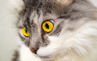warna mata kucing lucu