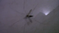 Nyamuk Raksasa