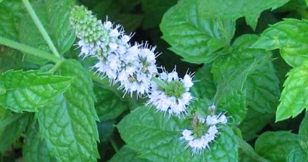 Menta. Propiedades medicinales y otros usos. Planta de menta florecida. (Con flores).