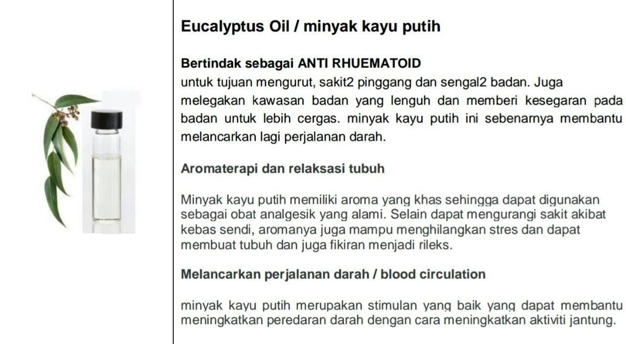 Kelebihan Minyak Kayu Putih / Eucalyptus Oil 
