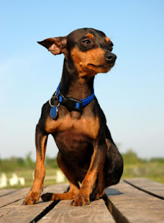 German Pinscher Puppy Picture