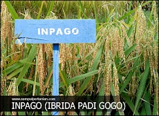 INPAGO adalah Inbrida Padi Gogo (Pengertian Inpago)