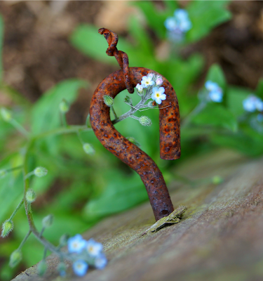 forget-me-not ~ 'growourown.blogspot.com' - an allotment blog