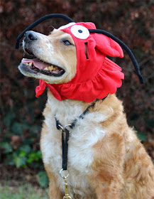 Brisbane's lobster hat