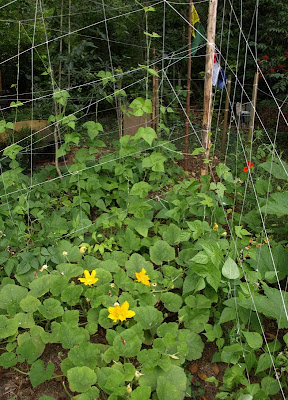 August '11 PacNW garden