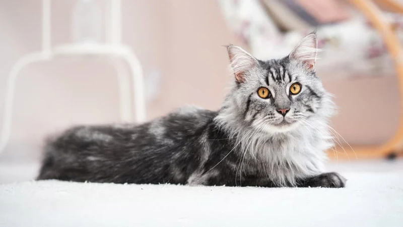 9 Friendliest Cat Breeds for Peaceful Households