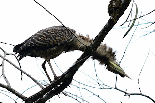 bare-throated tiger heron