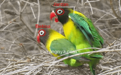 lingkar klep mata burung lovebird