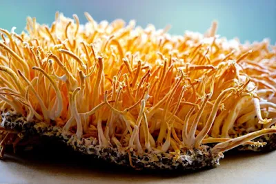 Cordyceps mushroom in KUWAIT