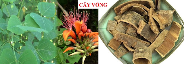 Tự Chữa Bệnh Bằng Cây Thuốc Nam - CÂY VÔNG