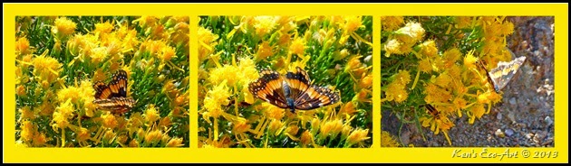 Butterfly2