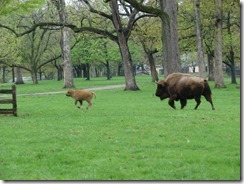 Bison