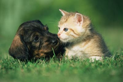 Kittens And Puppies Kissing