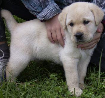 Labrador Puppies