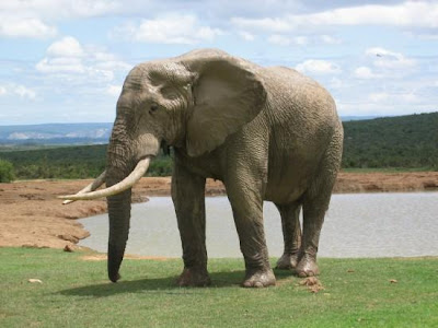  Elephant  Picture