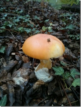 Amanita cesarea 