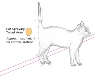 kucing kencing tanda kawasan pada dinding pada ketinggian paras hidung.