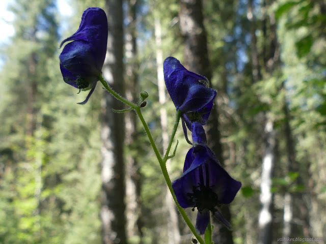 07: blue flowers like a modest bonnet