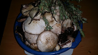 Some mushrooms collected while glamping