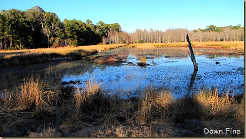 Harris Neck NWR_024