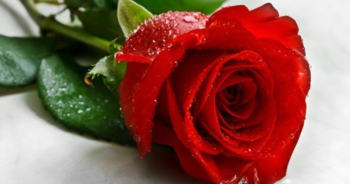Wallpaper Gambar Bunga Mawar Merah Yang Sangat Cantik