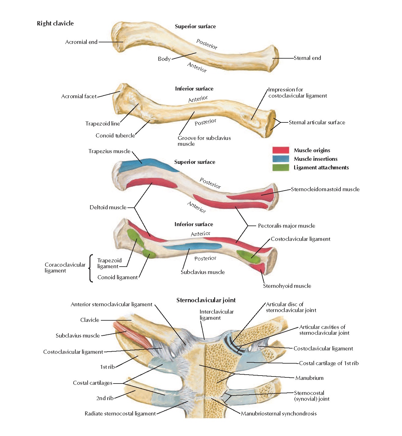 Clavicle And Sternoclavicular Joint Anatomy Pediagenosis