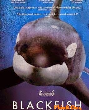Phim Cá Mập Đen