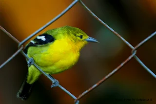 Common Iora (Aegithina tiphia) at Raub Malaysia