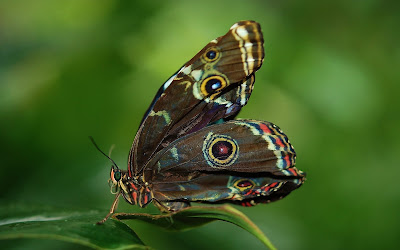 brown butterfly widescreen resolution hd wallpaper