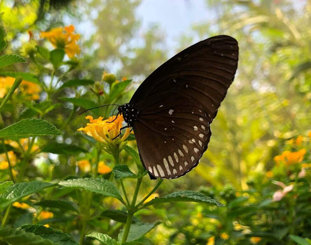 Bai Orchid and Butterfly Farm - BORBOLETAS 