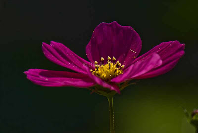 Posted by Ripple (VJ) : Corbett National Park : Again Pink with Yellow...