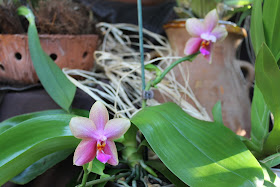 orquídeas