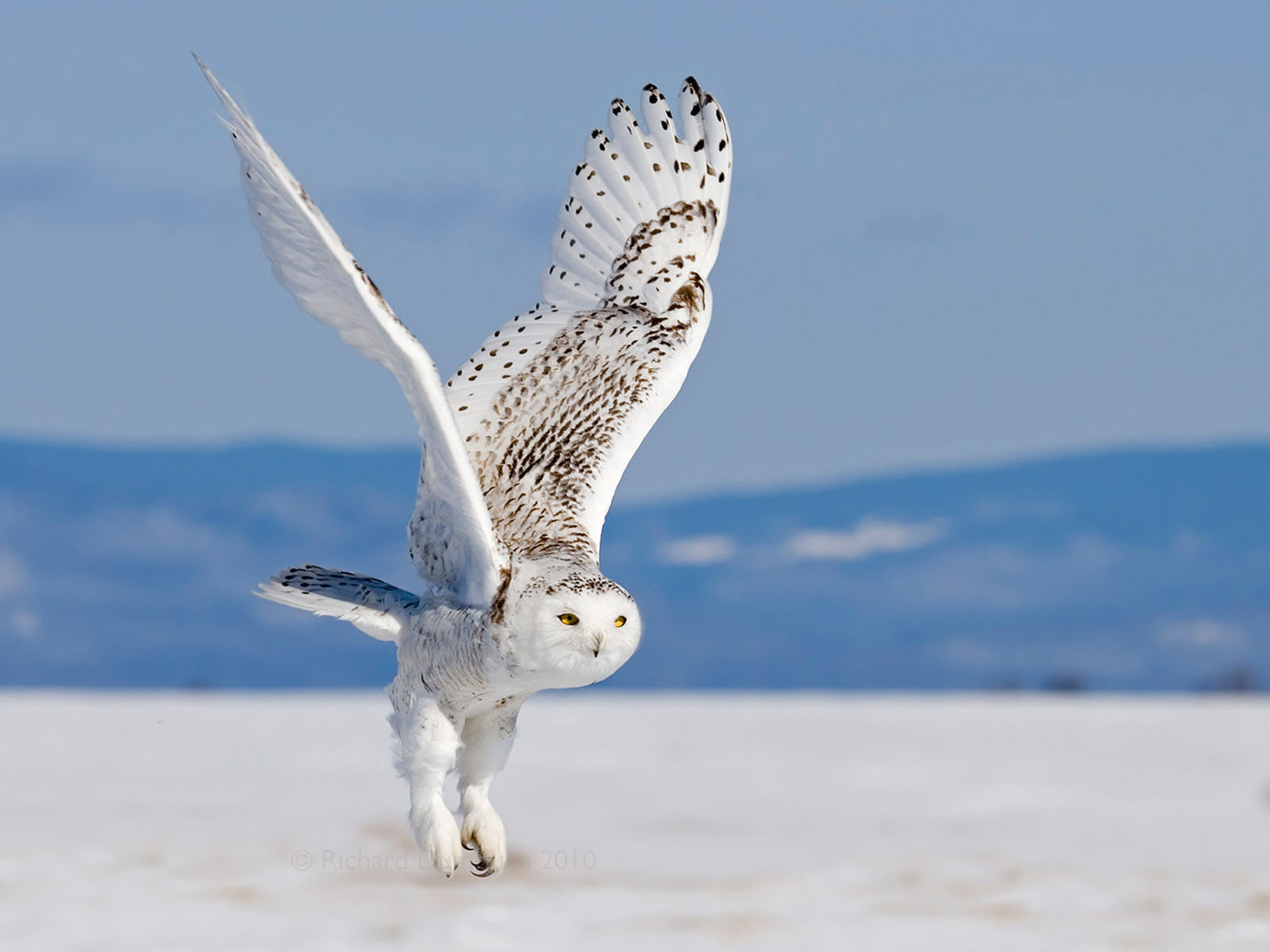 CUTE WILDLIFE: The Snowy Owl