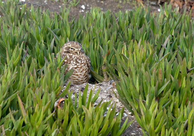 Burrowing Owl