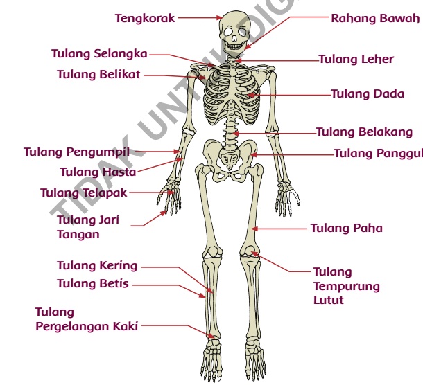 Rangkuman Tematik Kelas 5 Tema 1 Subtema 2 Organ Gerak  