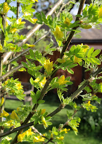An image of the flowers and leaves of the Siberian pea tree (Caragana arborescens)