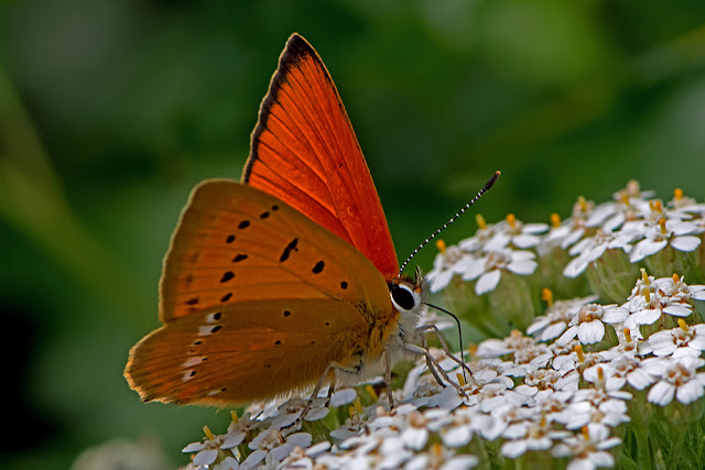 Heodes virgaureae the Scarce Copper butterfly