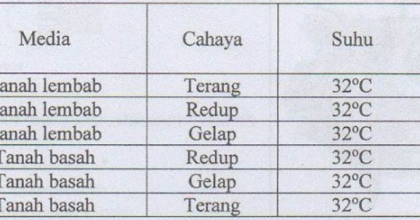 Perhatikan tabel percobaan pertumbuhan kecambah berikut 