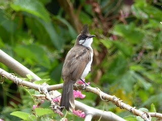 Bulbul orphée - Condé - Merle Maurice - Pycnonotus jocosus 