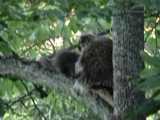 Porqupine and Baby, Big Island Lake Wilderness Area