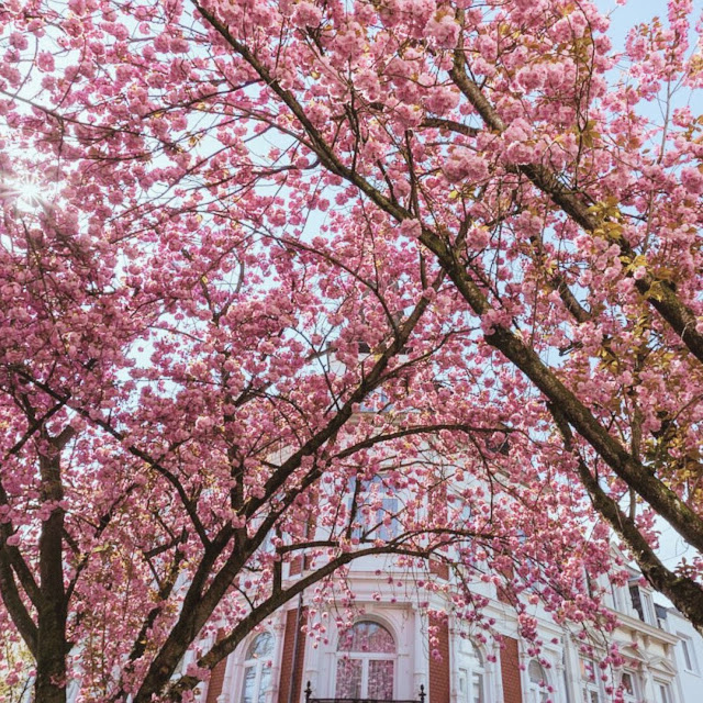 rosa Kirschblüten vor Gründerzeithaus