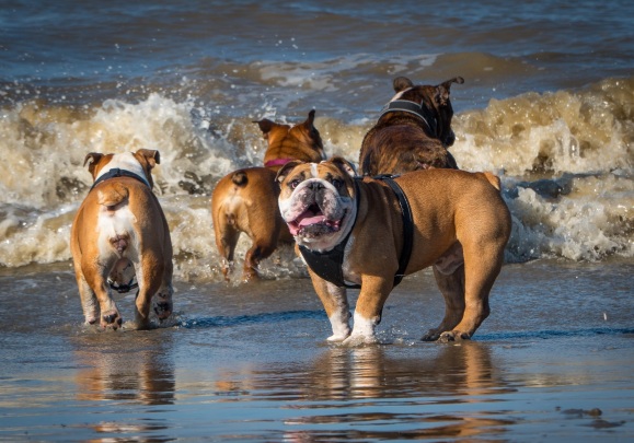 Hot weather warning for owners of bulldogs, pugs and other flat-faced dogs