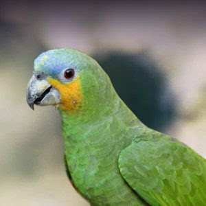 The orange-winged Amazon 