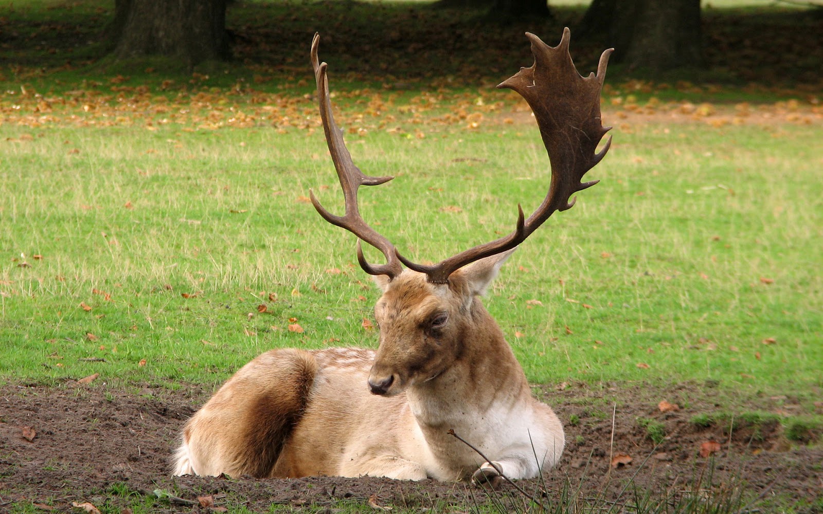 Top 22 Most Beatiful Beautiful DEER Wallpapers In HD