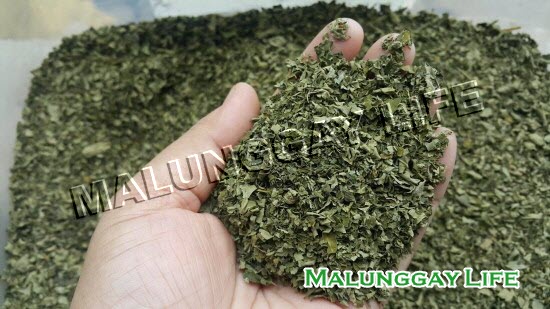 dried-moringa-leaves