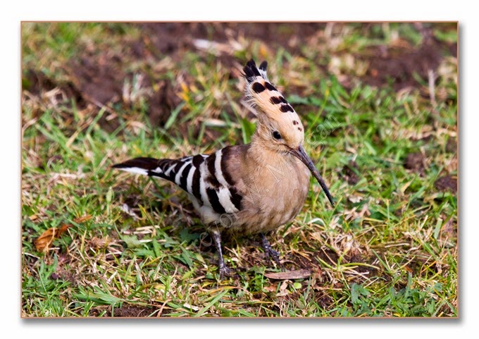 Hoopoe 2 