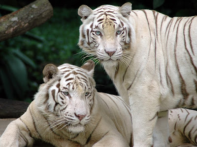 White Bengal Tigers Wallpapers