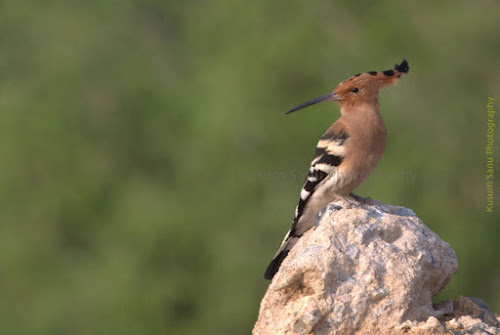 Common Hoopoe at Hampi Karnataka India